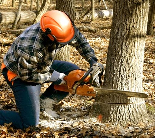 Tree Removal in New Prague, MN